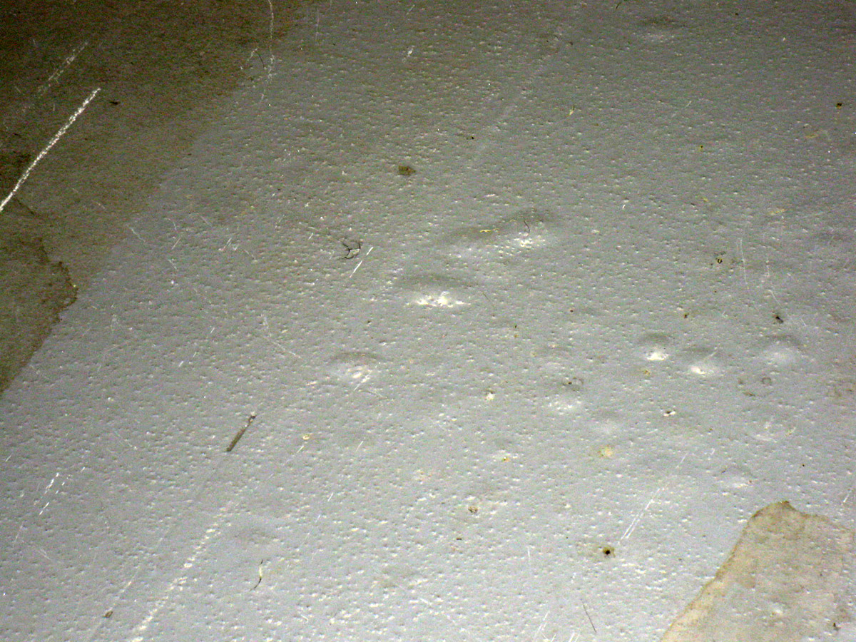 Obr. 2: Epoxidová povrchová úprava v nejnižším suterénním podlaží parkovacích garáží, postižená vznikem „puchýřů“