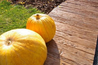 DITON Linie dřeva, prkna, Dub světlý 