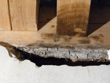 Obr. 8–10: Plodnice a kořenový systém dřevokazného činitele (houby)