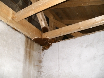 Obr. 8–10: Plodnice a kořenový systém dřevokazného činitele (houby)