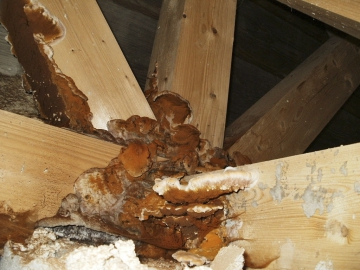 Obr. 8–10: Plodnice a kořenový systém dřevokazného činitele (houby)