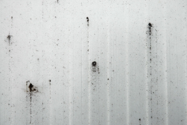 Obr. 4: Kolonie xerofilních sinic na vnějším povrchu polykarbonátových desek obloukového světlíku