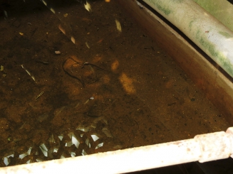 Obr. 19: K zatékání může docházet i z kanálu blízkého Palmového skleníku