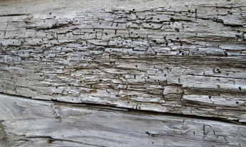 Obr. 2: Poškození dřeva hmyzem: A – červotoč, B – aktivní výskyt larev červotoče (viz bílý prach dole), C – oválný výletový otvor tesaříka, D – vnitřní část trámu (po rozřezání), kde jsou viditelné požerky od tesaříka krovového typicky vyplněné drtí