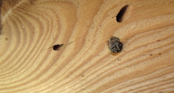 Obr. 2: Poškození dřeva hmyzem: A – červotoč, B – aktivní výskyt larev červotoče (viz bílý prach dole), C – oválný výletový otvor tesaříka, D – vnitřní část trámu (po rozřezání), kde jsou viditelné požerky od tesaříka krovového typicky vyplněné drtí