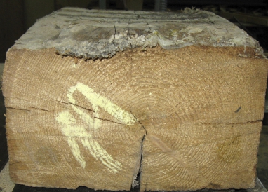 Obr. 7: Výskyt poškození způsobené dřevomorkou domácí: A – povrchové mycelium a vnitřní poškození hnědou hnilobou dřeva, kterou způsobuje, B – nutná asanace a výměna poškozeného stropu