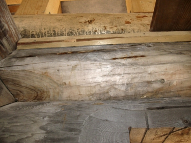 Obr. 8: Výskyt trámovky – poškozené části bylo nutné navzdory malému vnějšímu poškození vyměnit. Výskyt plodnice i malých rozměrů daného druhu hub predikuje rozsáhlé poškození jádrové zóny.