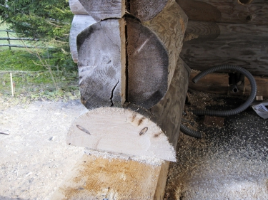 Obr. 8: Výskyt trámovky – poškozené části bylo nutné navzdory malému vnějšímu poškození vyměnit. Výskyt plodnice i malých rozměrů daného druhu hub predikuje rozsáhlé poškození jádrové zóny.