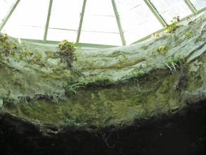 Obr. 24, 25 a 26: Rozsáhlé pokrytí vnitřních konstrukcí mikroskopickými houbami, mechy, lišejníky