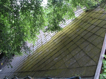 Staré azbestocementové krytiny jsou často porostlé mechy a lišejníky