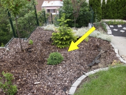 Obr. 15: Propad terénu za gabionovou zdí (šipka)