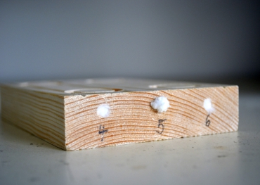 Obr. 7: Dokumentace nainfikovaných vzorků, metoda štípání a kontrola mortality larev po sanaci