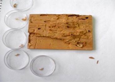 Obr. 7: Dokumentace nainfikovaných vzorků, metoda štípání a kontrola mortality larev po sanaci