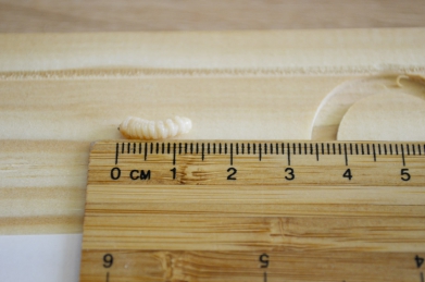 Obr. 7: Dokumentace nainfikovaných vzorků, metoda štípání a kontrola mortality larev po sanaci