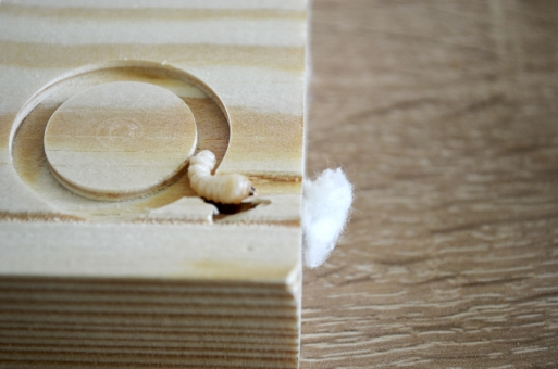 Obr. 7: Dokumentace nainfikovaných vzorků, metoda štípání a kontrola mortality larev po sanaci