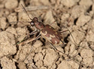 Svižník písčinný (Cylindera arenaria viennensis) ohrožený druh brouka, jehož přirozeným stanovištěm jsou štěrkopísčité náplavy řek. Dnes přežívá převážně na člověkem vytvořených místech jako štěrkovny, popílkoviště, haldy a výsypky. Foto F. Trnka
