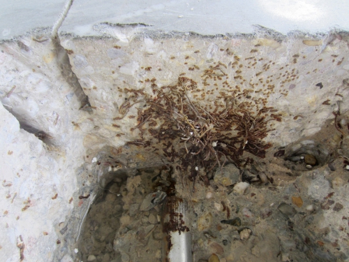 Obr. 12: Záběr zachycující shluk drátkové výztuže v betonové podlahové desce, jehož příčinou je dávkování drátků do samospádové míchačky/autodomíchávače