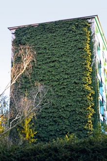 Obr. 11–14: Štít porostlý břečťanem, rizika prorůstání šlahounů do spár