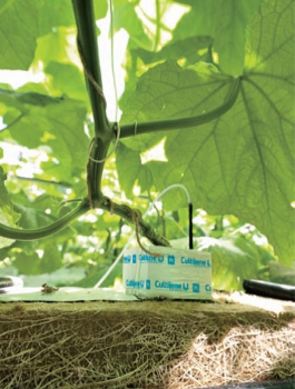 V současné době se ve sklenících většina zeleniny pěstuje v hydrofilní minerální vlně, materiálu podobném běžné tepelné izolaci, který ale dokáže akumulovat vodu a rostliny v něm výborně rostou