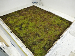 Obr. 3: Lehké střešní pláště byly variantně testovány s lehkým extenzivním vegetačním souvrstvím s hydrofilními panely Isover FLORA