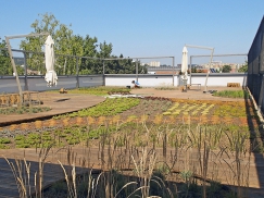 Zahrada v první letní sezóně užívání