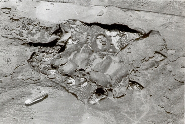 Obr. 27: Žádná zkouška stárnutí neukáže nekvalitní pás tak jako 8 let zabudování v ploché střeše