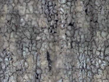 Obr. 10: Zkušební vzorek č. 5 – nekrytá část – zaostřeno na úroveň materiálu v defektu. V červeném kruhu vyznačena výrazné poškození povrchu.