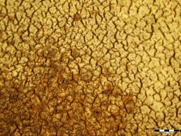 Obr. 12: Ekvivalent krokodýlingu, který se vyskytuje u asfaltových hydroizolací