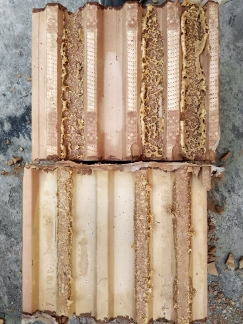 Obr. 2: Zdicí pěna Dryfix po vytvrdnutí ve styčné spáře