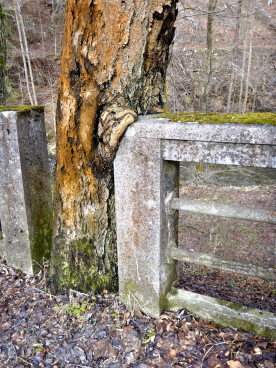 Vegetace poškozující konstrukce