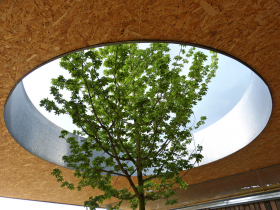 Obr. 7: Javor babyka (Acer campestre) prorůstající vstupním přístřeškem