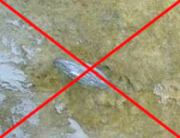 Obr. 12: Nesprávné kotvení minerální vlny malým talířkem hmoždinky, určeném pro pěnové polystyreny