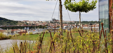 Obr. 6: Dokončená střešní zahrada