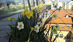 Obr. 10: Cibuloviny na balkónech na jaře
