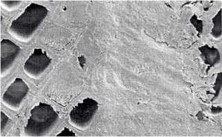 Obr. 3: Lepený spoj v oblasti neporušenej štruktúry dreva, 15 mm pod zuhoľnatenou