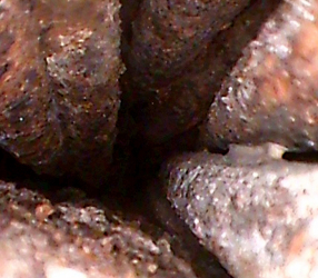 Obr. 6: Endoskopická fotografie stavu stavu výztuže v dutině mezi neprobetonovanými svazky lan systému A s rozvinutou korozí