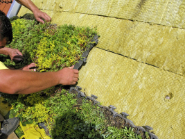 Aplikace předpěstovaných ecorastrů, foto ACRE