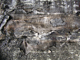 Obr. 17: Obnažená vložka pásu Superpol odebraného ze střechy v Dillí-vady-2-17 96202