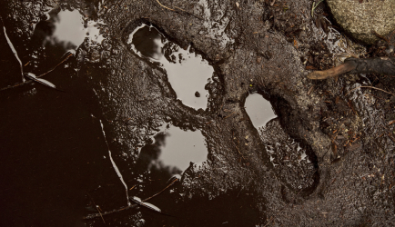 Společnost VELUX Group se zavazuje vymazat svoji historickou uhlíkovou stopu a stát se celoživotně uhlíkově neutrální. Spolupracovat na tom bude se Světovým fondem na ochranu přírody (zdroj: VELUX)