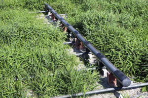 Přírodní čistírna v obci Skašov