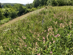 Střecha technického objektu je využita pro zvýšení biodiverzity velkoměsta.