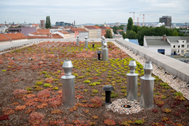 Inovační centrum Svatopetrská v Brně, zelená střecha (foto: Vojta Herout)
