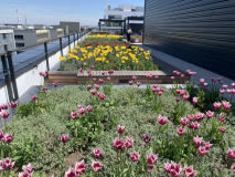 Zvýšené záhony na střešní terase s neotřelými květinovými kompozicemi