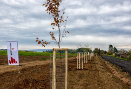 Wienerberger daroval 30 stromů městu Kostelec nad Orlicí