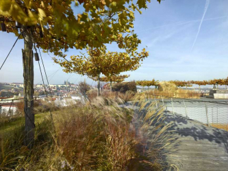 Součástí objektu Drn je intenzivní střešní zahrada (foto: Filip Šlapal)