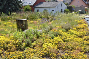 Biodiverzní zelená střecha na střeše rodinného domu v Praze s proměnlivou mocností substrátu a rozmanitou vegetací, zpestřená o „hmyzí hotel“. Foto Greenville
