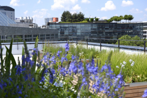 BB Centrum v Praze 4 – Michli, kde jsou všechny budovy pokryty zelenými střechami