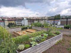 Komunitní zelená střecha na objektu DADA District v Brně