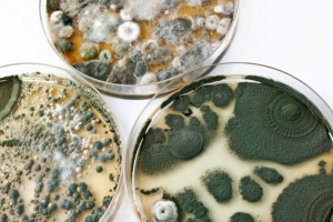 Zdroj: Grebcha – stock.adobe.com