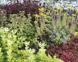 Systém Icoflor pro extenzivní vegetační střechu - rozchodníky